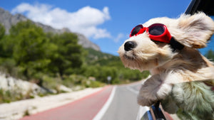 Problemas oculares en perros más comunes en verano